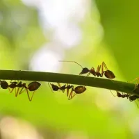ants_on_plant.