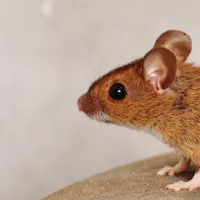 mouse in my house with gray background