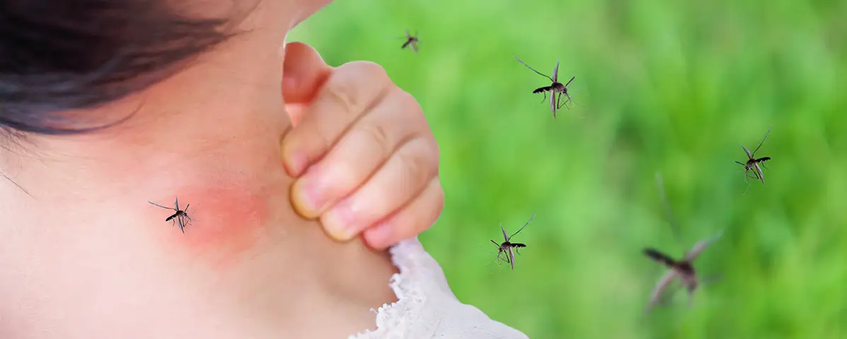 What Attracts Mosquitoes to Your Yard? | A-Action Pest Control