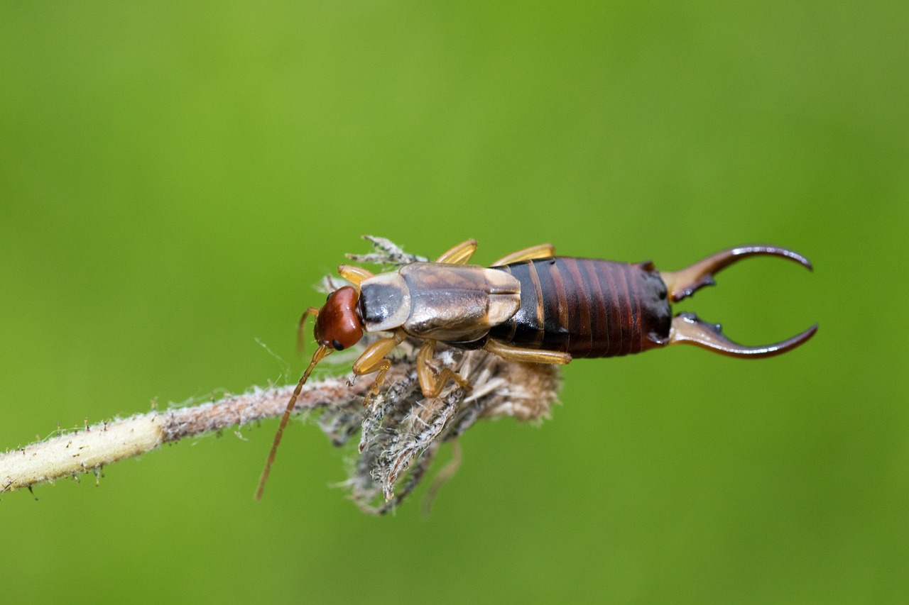 Earwigs in Kenosha, WI Pincher Bugs AAction Pest Control