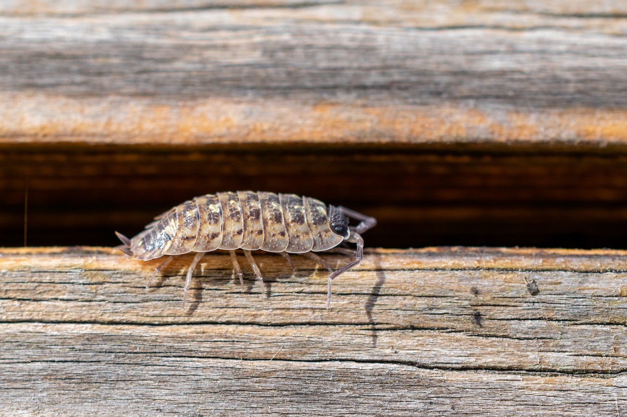 Pill Bugs in Kenosha, WI AAction Pest Control