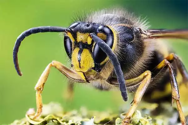 hornet