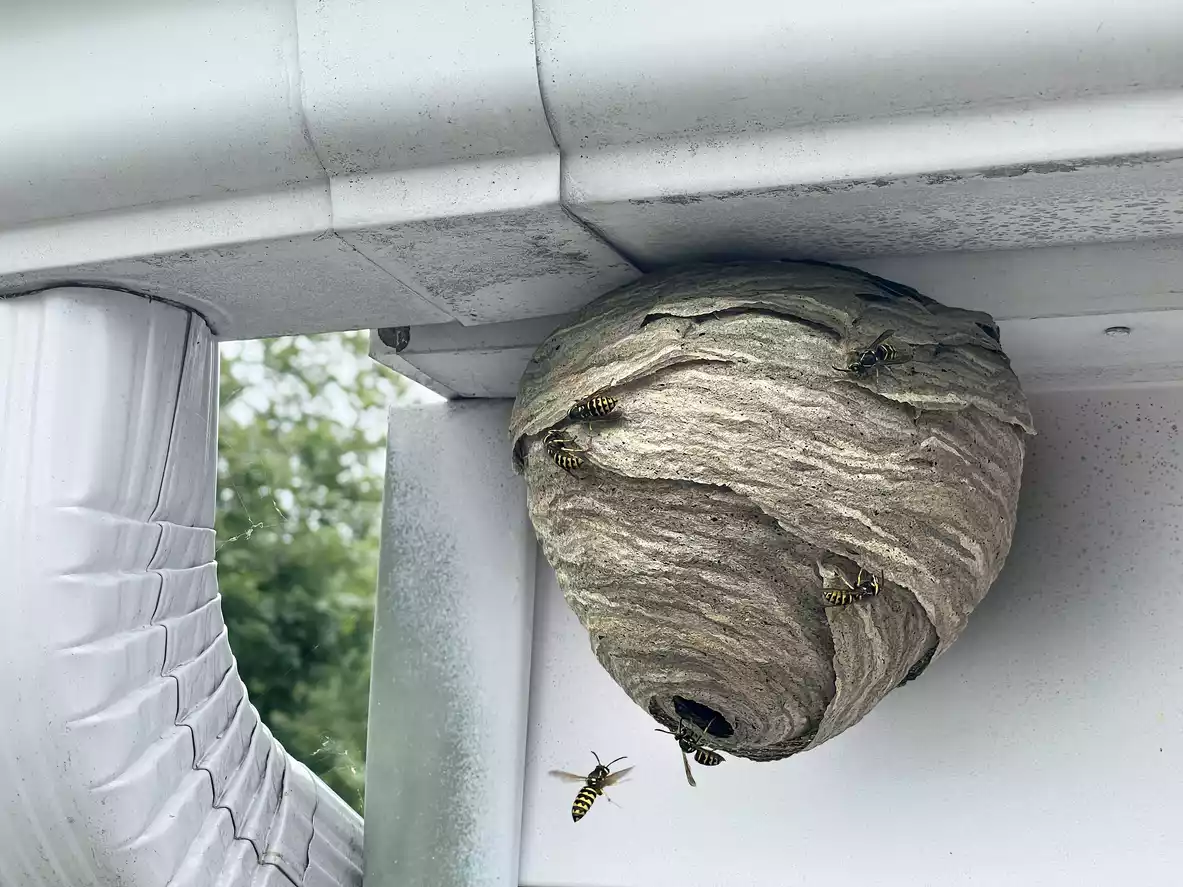 hornet_nest.webp