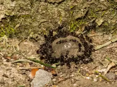 odorous_house_ants