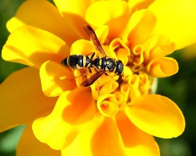 yellow-jacket on flower