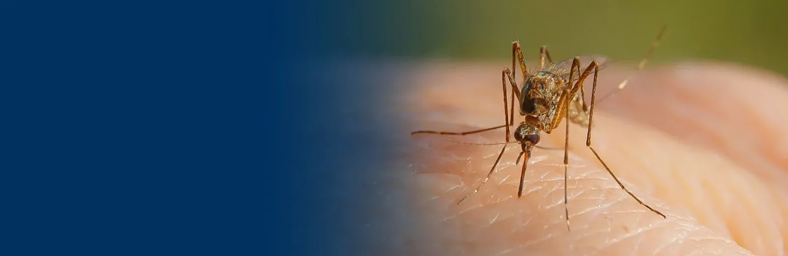 Mosquito on persons arm