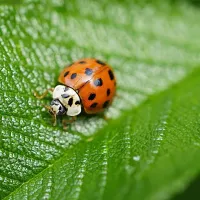 lady asian beetle