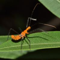 assassin bug on a leaf