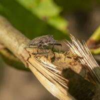 brown marmorated stink bug on a stick