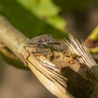 brown marmorated stink bug on a stick