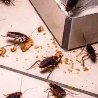 Cockroaches eating on tile floor