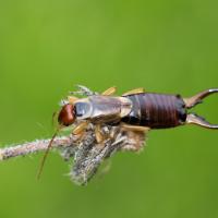 earwig