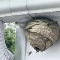 hornet_nest