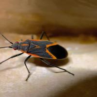 boxelder bug