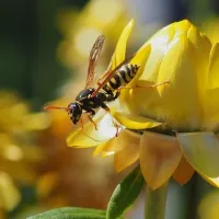 wasp on a yellow flower