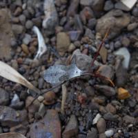 squash bug on the ground