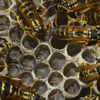 wasps on a hive