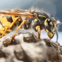 wasp on nest