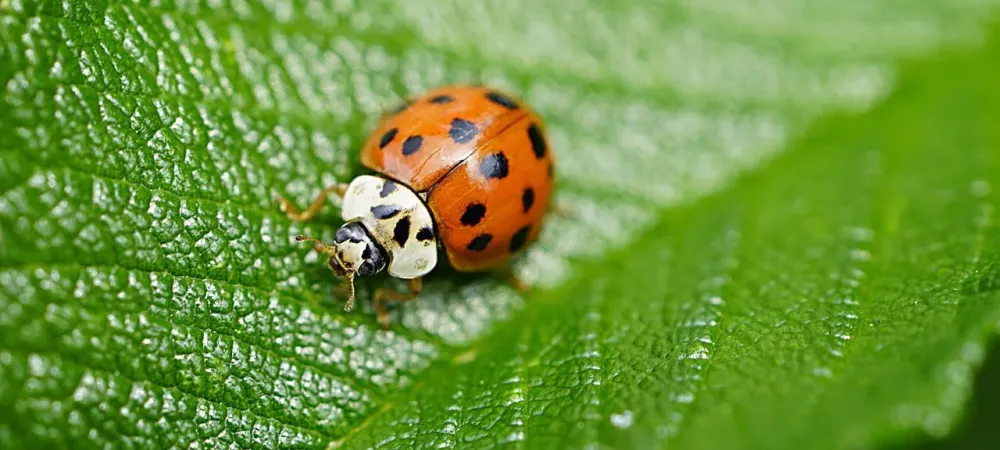 lady asian beetle