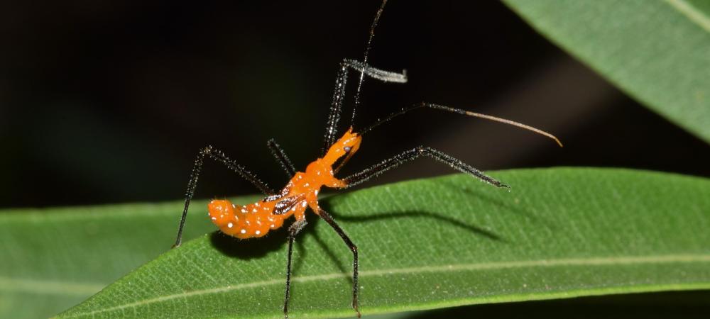 assassin bug on a leaf