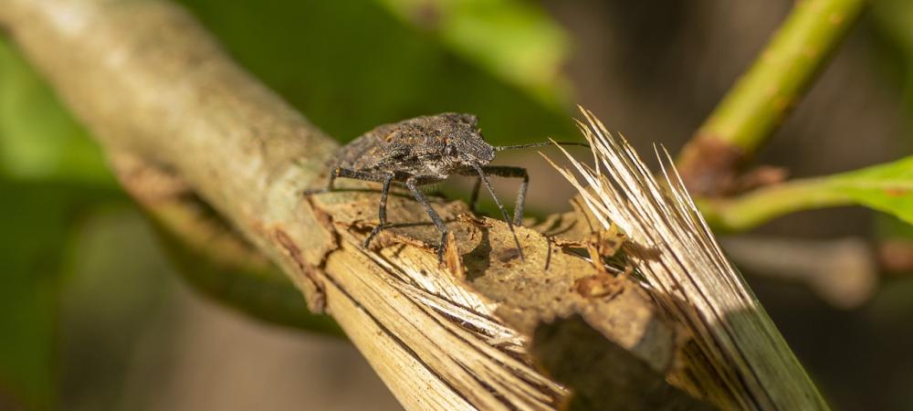 brown marmorated stink bug on a stick