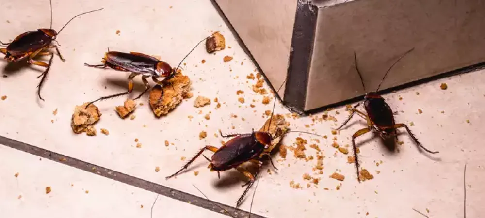 Cockroaches eating on tile floor