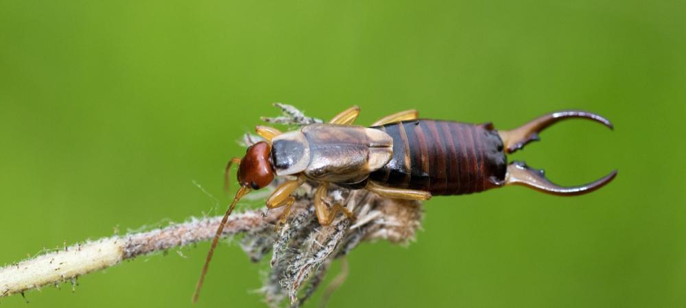 Pincher bug cheap