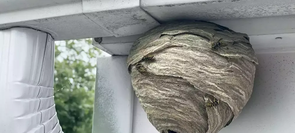 hornet_nest