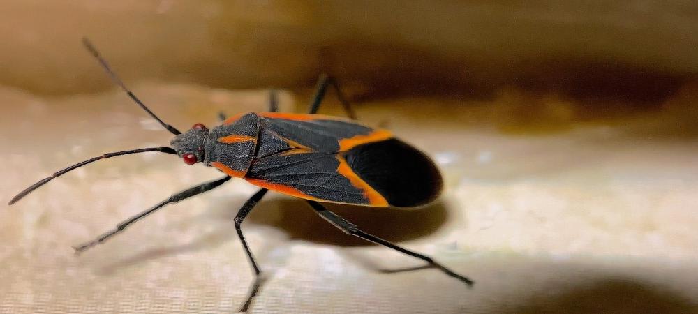 boxelder bug