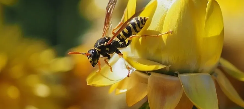 wasp on a yellow flower