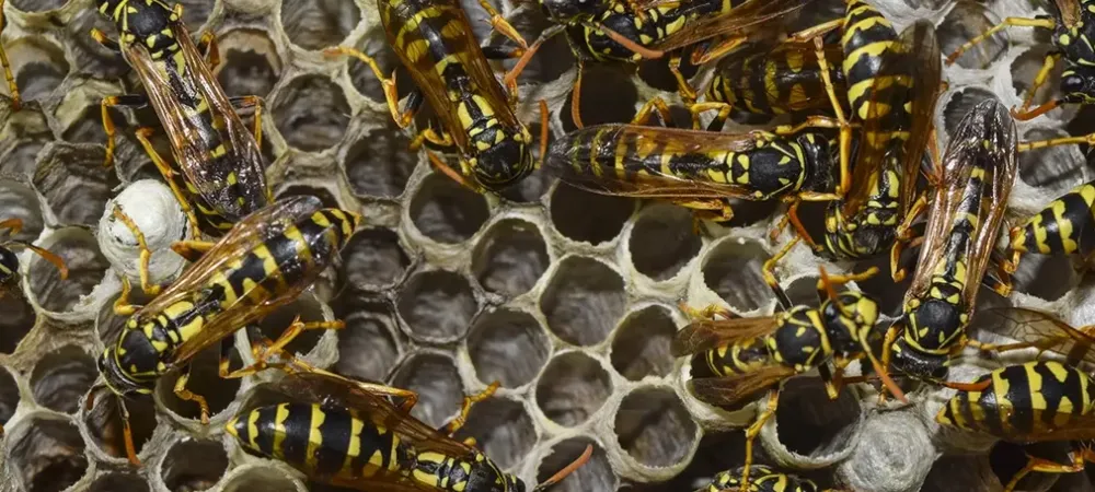 wasps on a hive