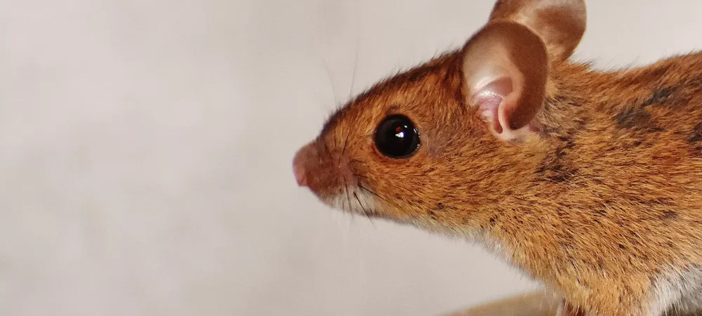 mouse in my house with gray background