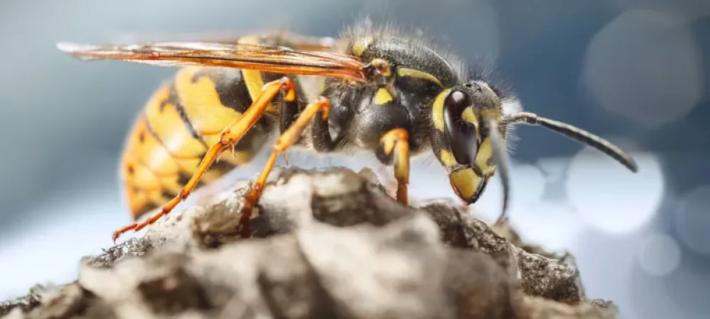 wasp on nest