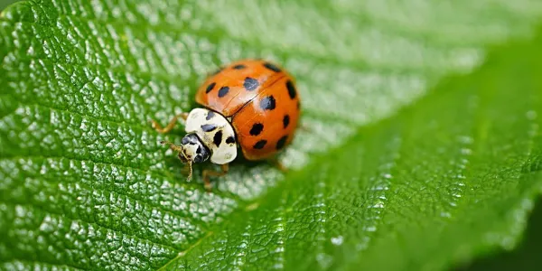 lady asian beetle