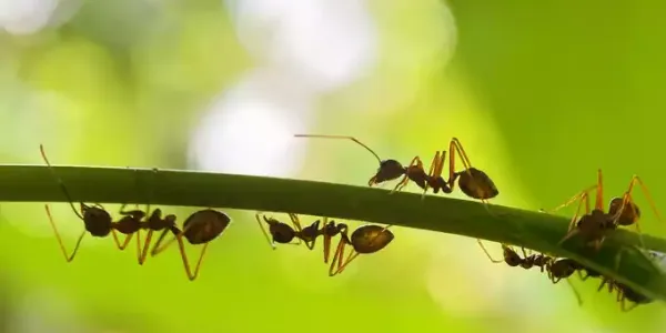 ants_on_plant.
