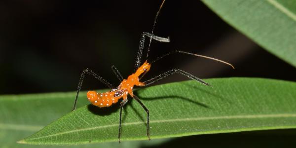 assassin bug on a leaf