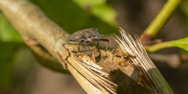 brown marmorated stink bug on a stick