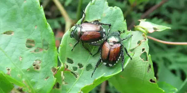 beetles on a leaf