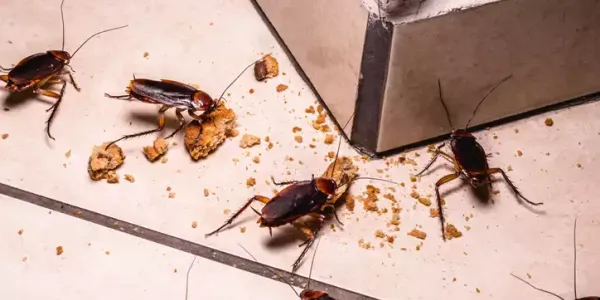 Cockroaches eating on tile floor