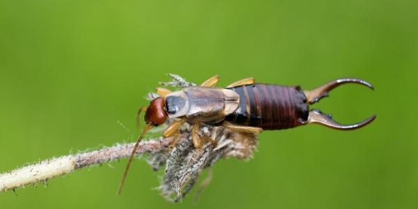 earwig