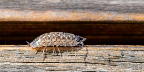 pill bug