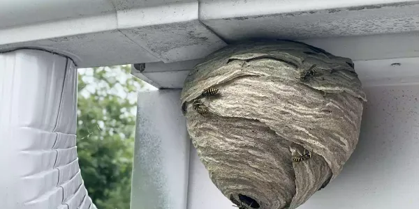 hornet_nest