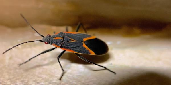 boxelder bug