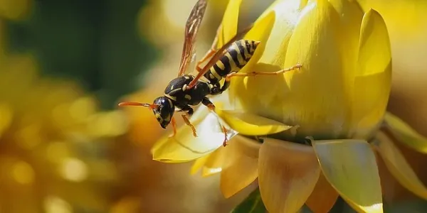 wasp on a yellow flower