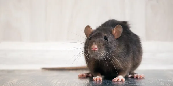 brown rat in the house