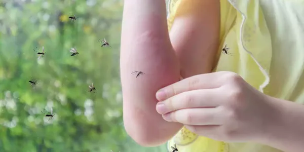 mosquitos-on-skin