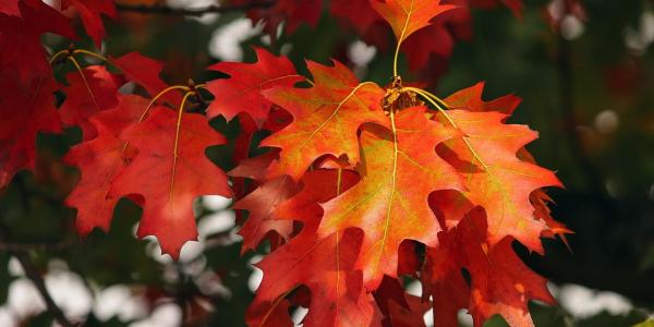 orange leaves on a tree