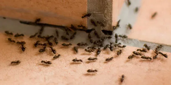 Ants in a house