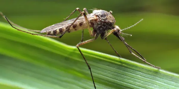 Mosquito on grass