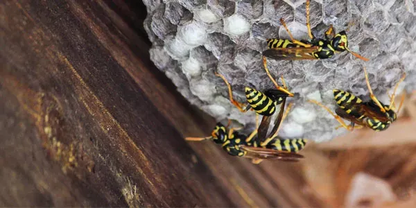Bee nest